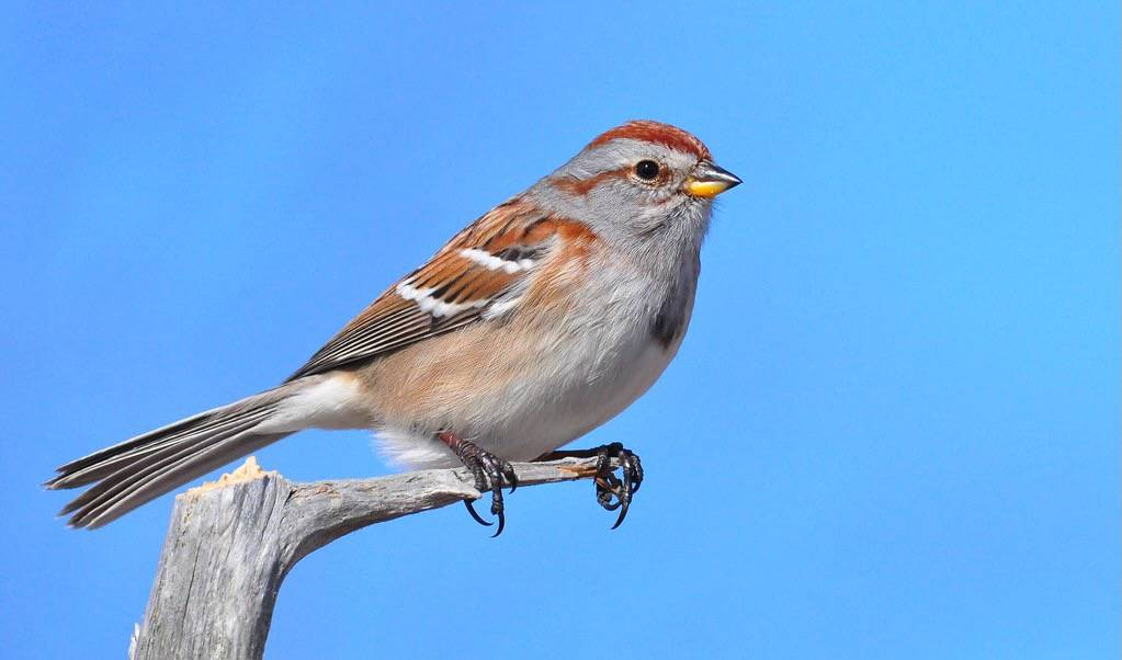 American Tree Sparrow by mbaglole is licensed under CC BY-NC-SA 2.0